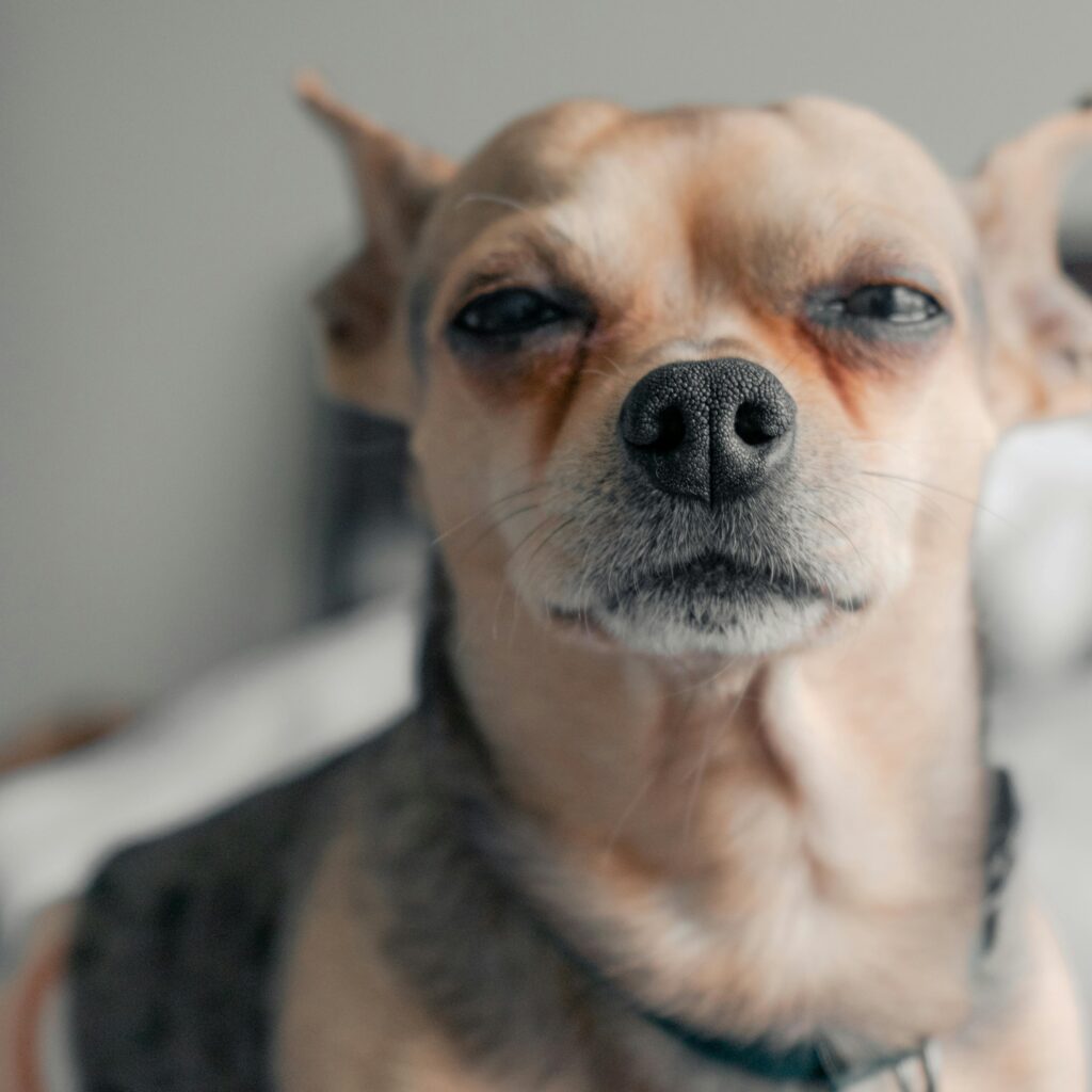 Adorable close-up of a Chihuahua's face with a neutral background.
